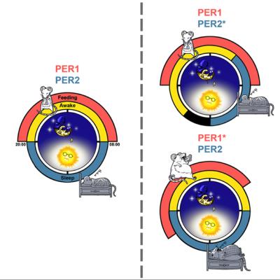 Mice with PER1 and PER2 Mutations
