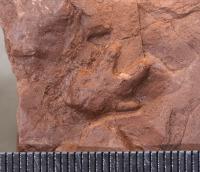 Baby Dinosaur Handprint