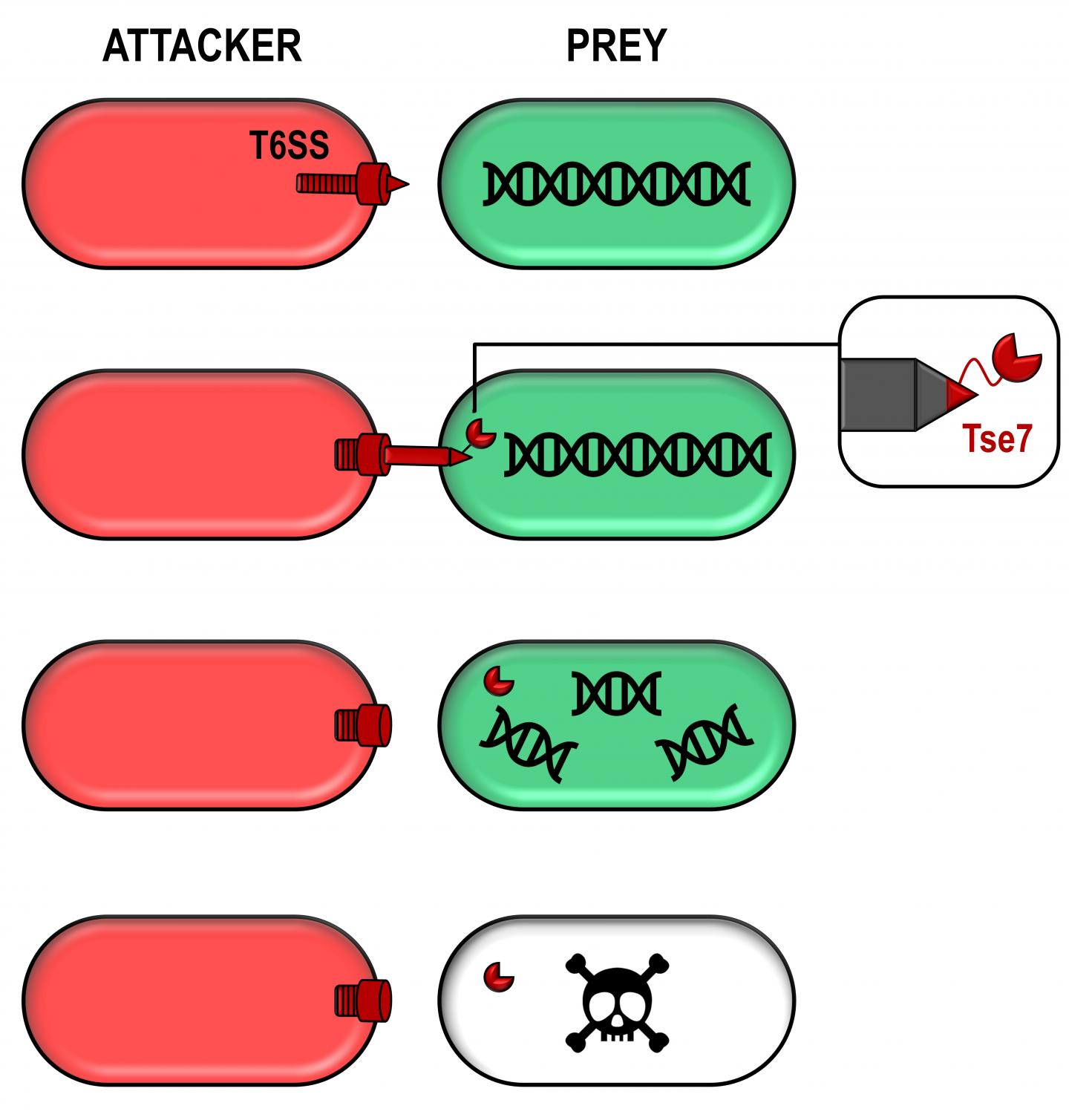 A toxic bullet involved in bacterial competit EurekAlert!