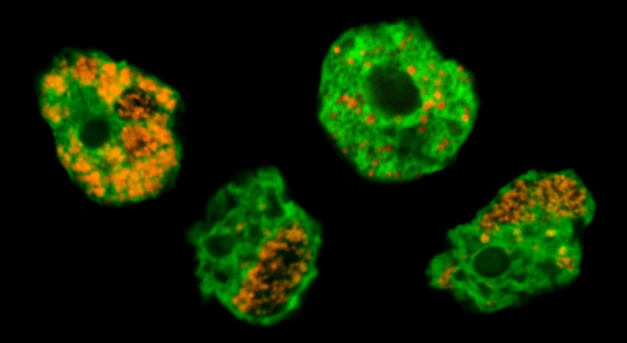 Chlamydiae, known as bacterial pathogens of humans, originally evolved in single-celled microorganisms long before gaining the ability to infect humans. The image shows soil amoeba (labeled in green) and their chlamydial symbionts (labeled in orange).