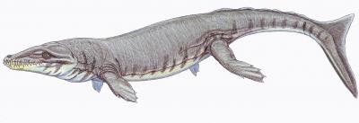 <i>Dakosaurus maximus</i>