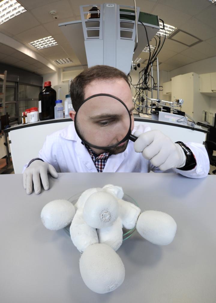 How to Detect Fungi? A Fast Method of Detection of Fungal Infections