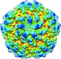Molecular Surface Representation of Structure of a Totivirus that Infects Fungi