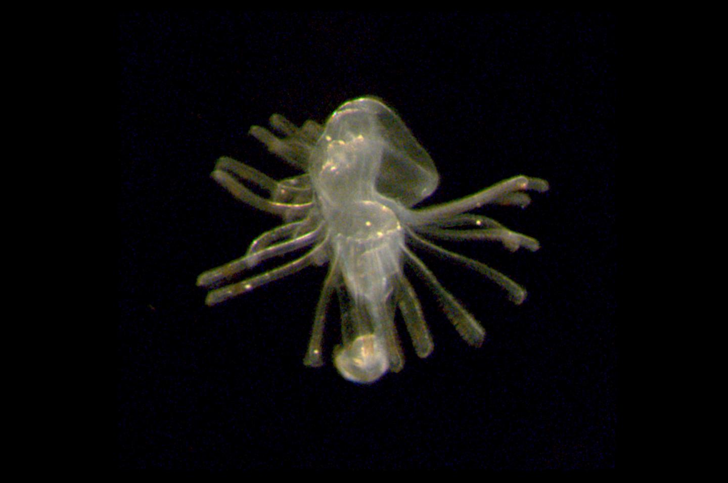 Phoronids Larvae Slideshow 1_7