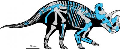 <em>Wendiceratops</em> Skeleton Reconstruction