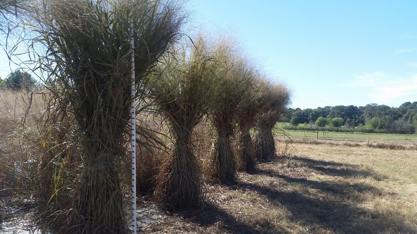 Switchgrass genes identified to support its use as a biofuel