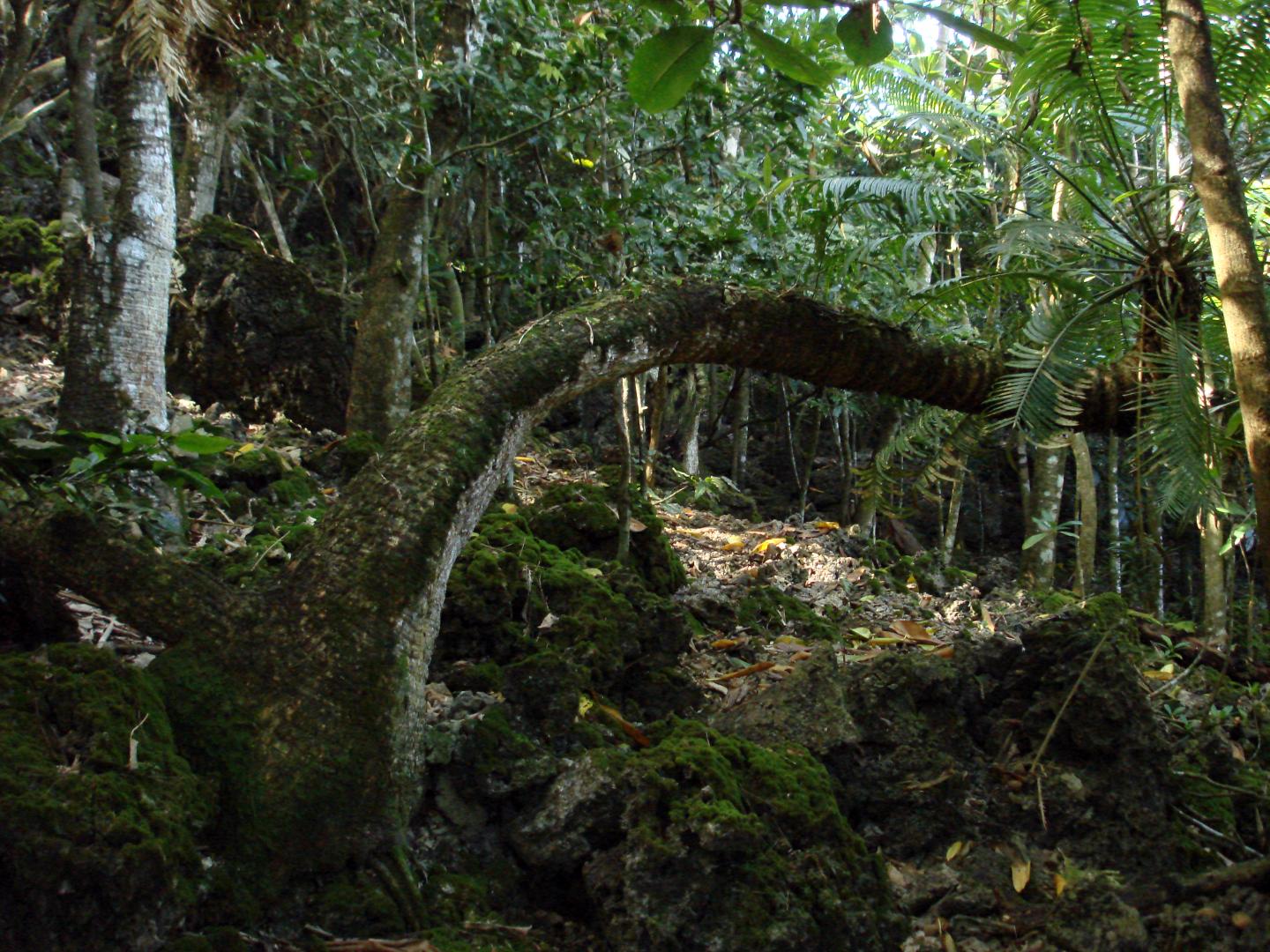 Limestone Forest in Northern Guam