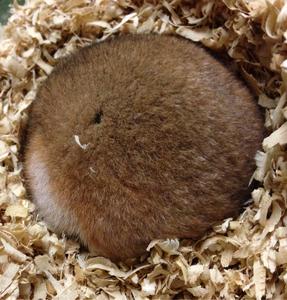 Hibernating Syrian hamster