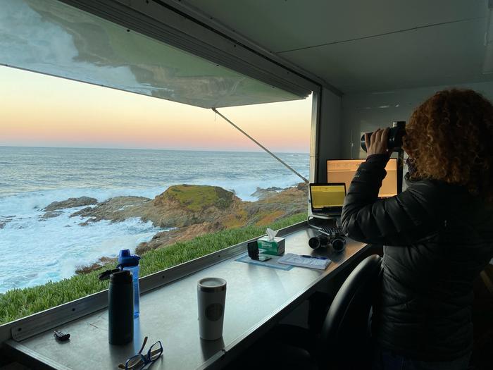 Gray whale survey