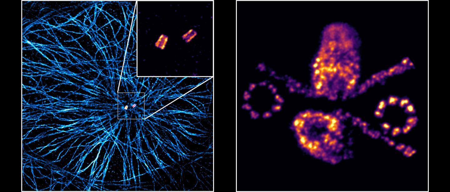 Centrioles in Expansion Microscopy