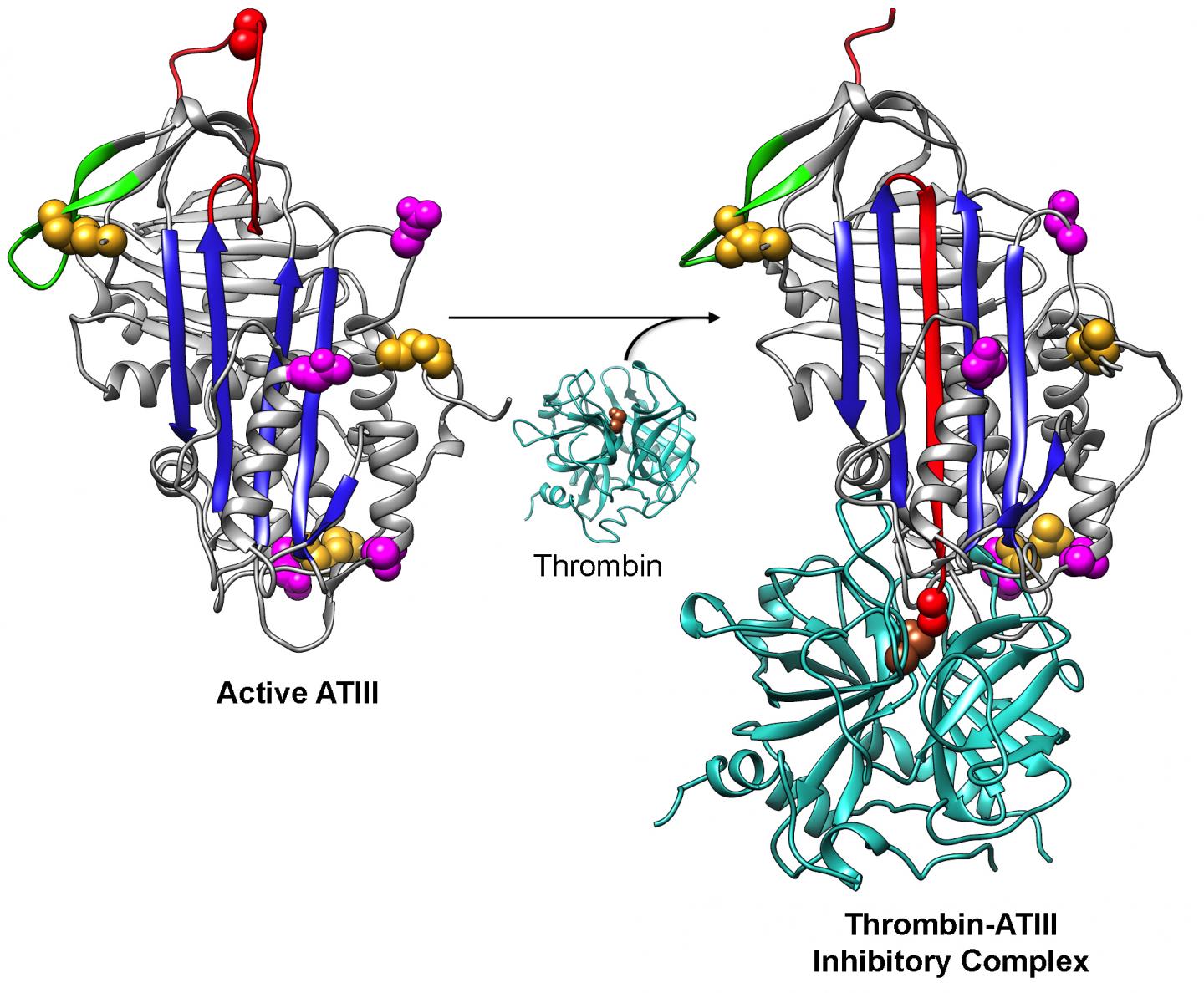 ATIII Conformational Changes