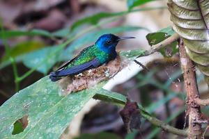 Female White-necked Jacobin with male-like plumage on her nest incubating her eggs.