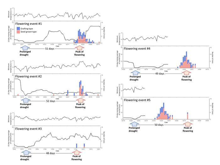 Flowering events follow prolonged droughts.