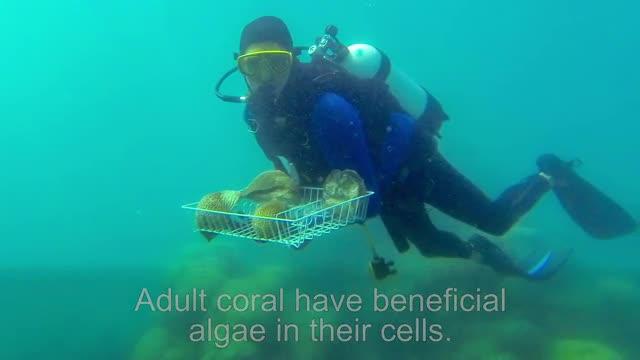 USC Research Seeks to Save Coral