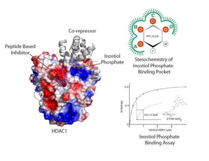 An image of the HDAC Enzyme