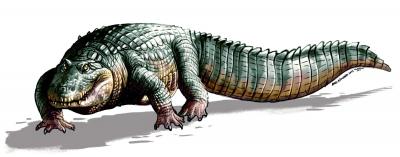 <i>Crocodylus falconensis</i>