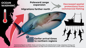 Tiger Shark Migrations Altered by Climate Change - Infographic