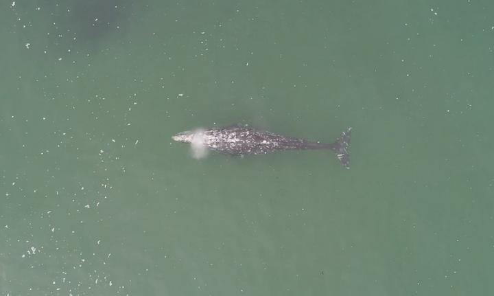 Drone Image of Gray Whale