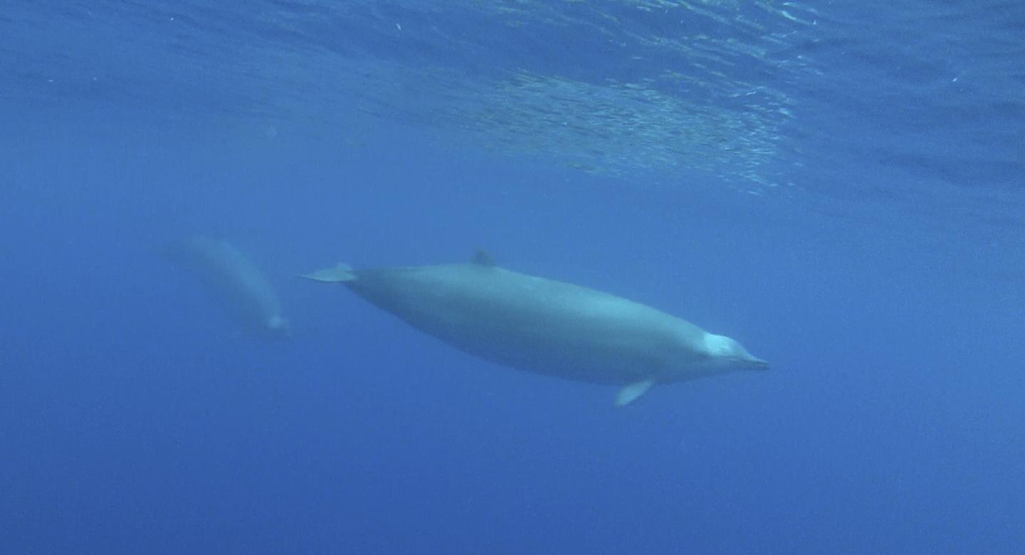 Underwater Image of True's Beaked Whales