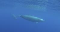 Underwater Image of True's Beaked Whales