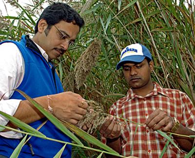 UD Plant Biologists Uncover Phragmites' Hidden Weapon