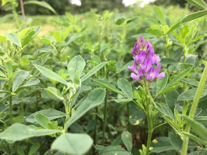 Alfalfa Bloom