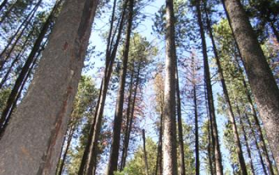 Photo of a Lodgepole Pine Forest