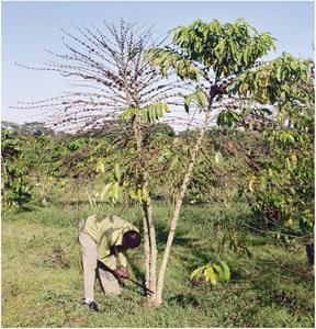 Intercropping of coffee and bananas provides a possible shared niche in which parts of DNA can transfer between closely related Fusarium taxa