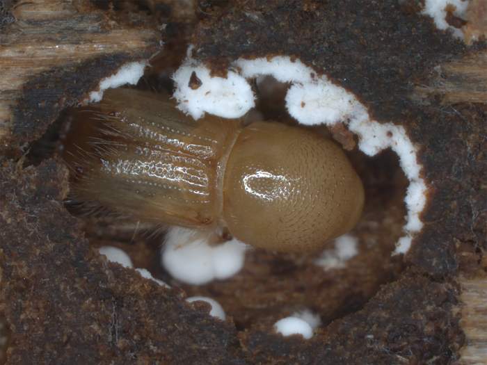Young beetle surrounded by fungal spores