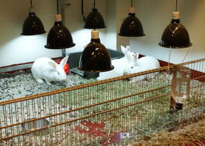 Rabbits and Vitamin D