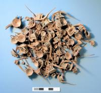 Cod Bones Recovered from the Mary Rose