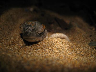 Green Turtle Hatchling