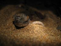 Turtles' mating habits protect against effect | EurekAlert!
