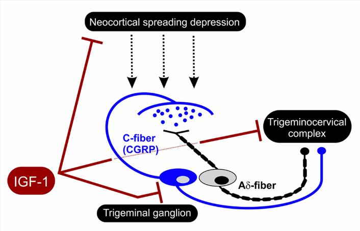 Seurat Therapeutics Announces Novel Mechanisms from Rat Migraine Model of Intranasal Insulin-like Growth Factor-1