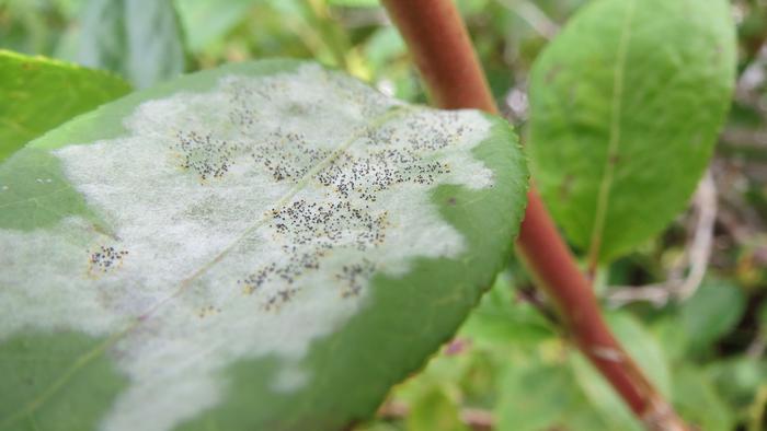 Powdery mildew spreads on blueberry plants.