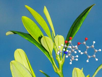 Coca Plant and the Molecular Structure of Cocaine