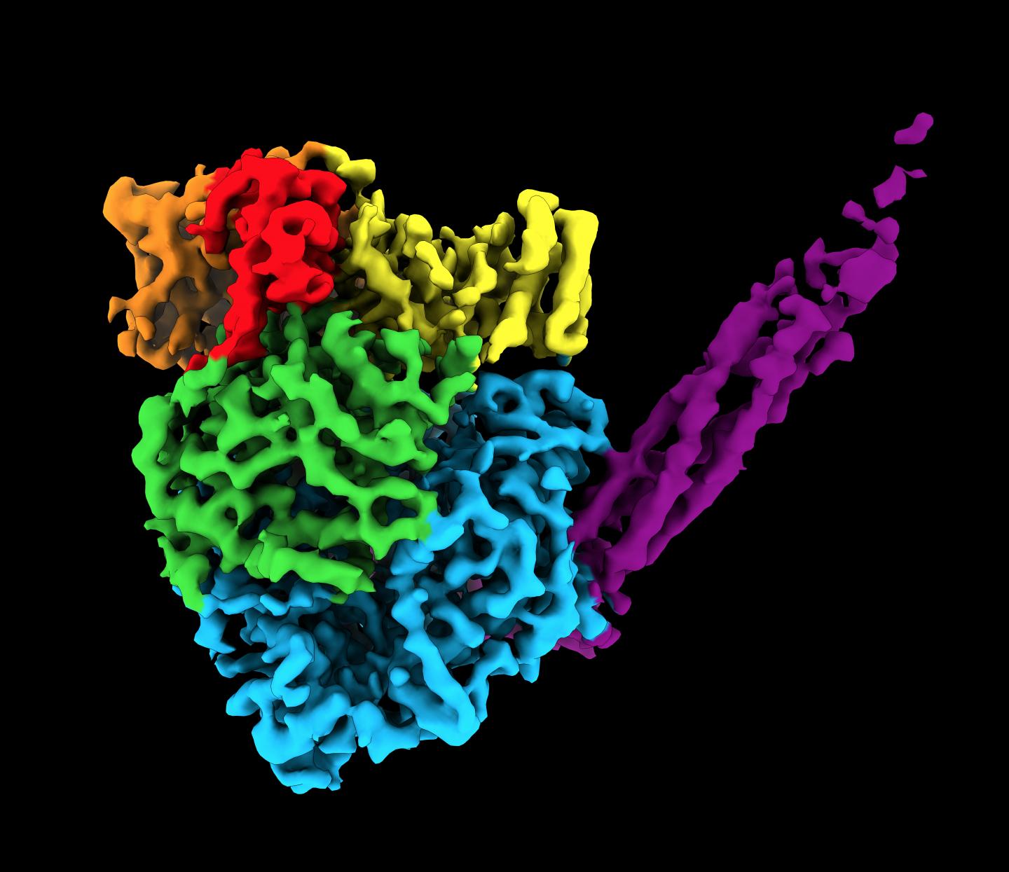 Atomic Structure of Paramyxoviruses Polymerase