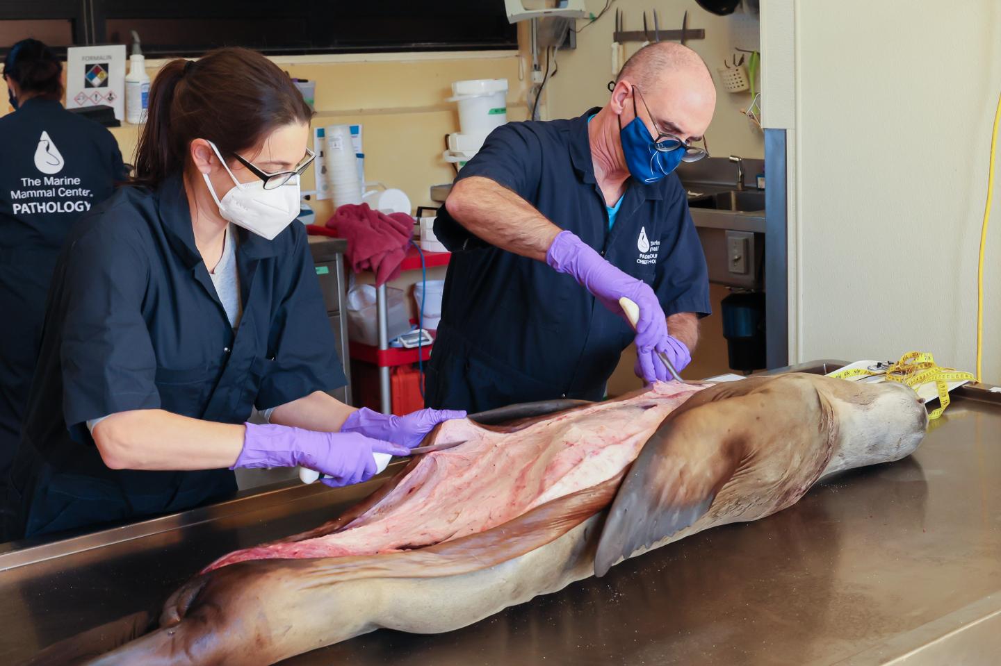 California sea lion cancer necropsy