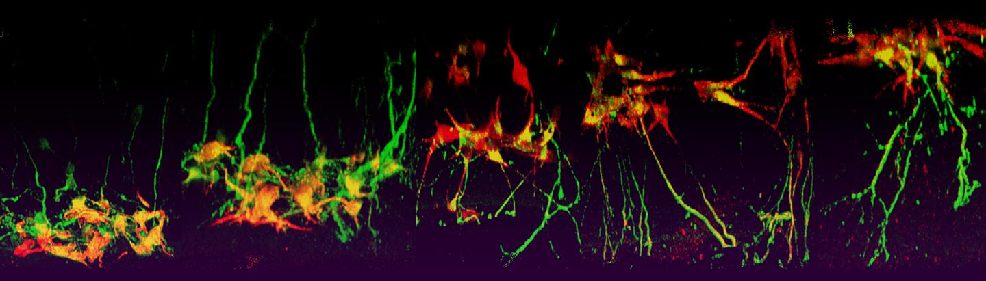 Neuronal Response to Sema3A Gradients of Decreasing Steepness