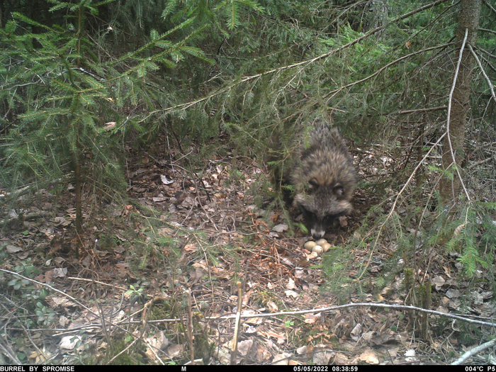 Raccoon dog