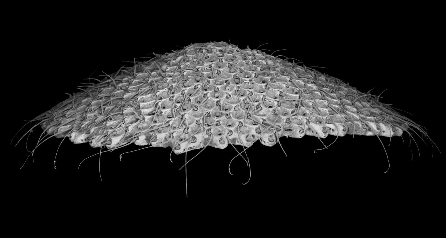 Cupulariid bryozoan Fossil Specimen