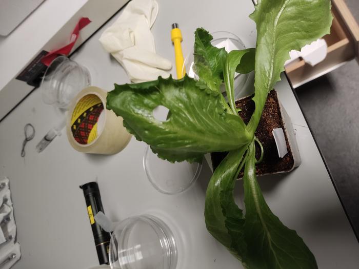 Lettuce plant from which a sample has been taken for the research