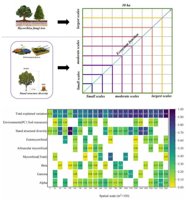 Graphic summary and mixed effects model