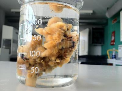 <i>Halichondria panicea</i> (2 of 2)