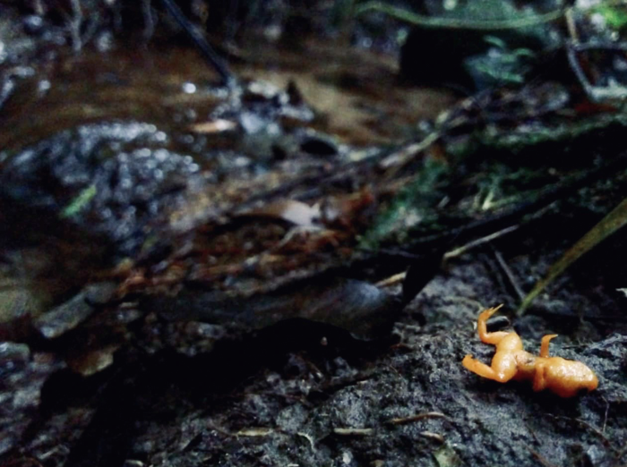 Cane Toad Tadpole Traps Have Arrived  The Foundation for Australia's Most  Endangered Species (FAME)