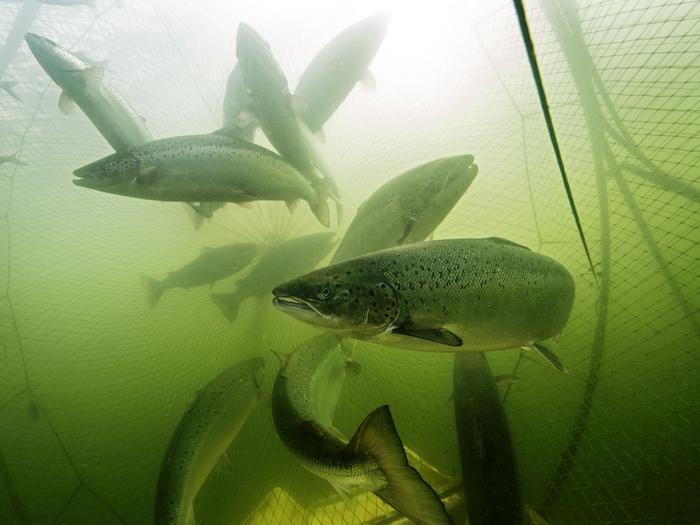 Atlantic salmon in a salmon trap used in the Baltic Sea.