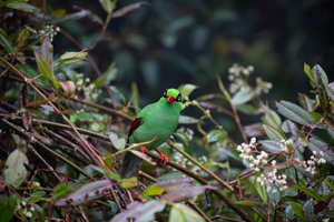 Bornean green magpie (Cissa thalassina)