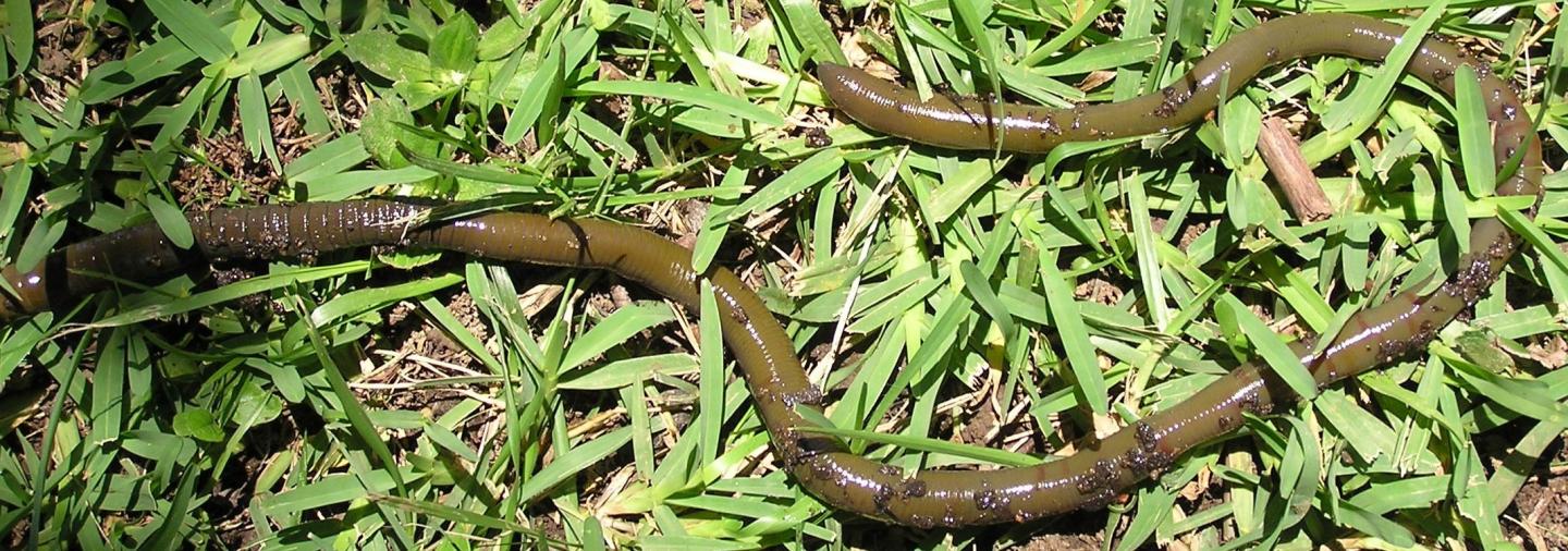 Green Giant Wrinkled Earthworm