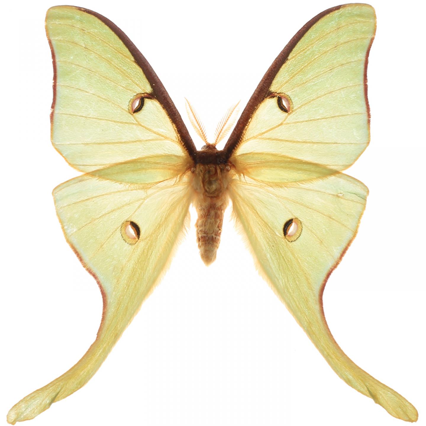 Luna Moth