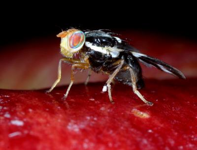 Female Apple Maggot Fly